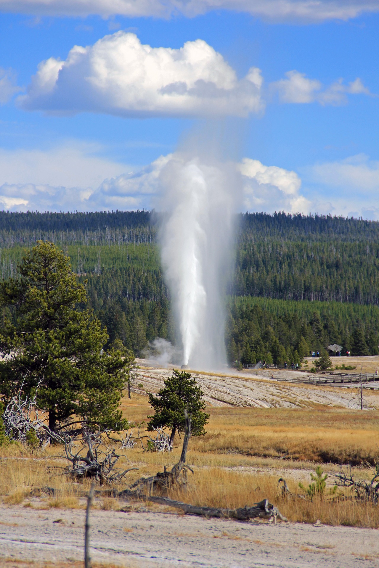 Old Faithful from a distance